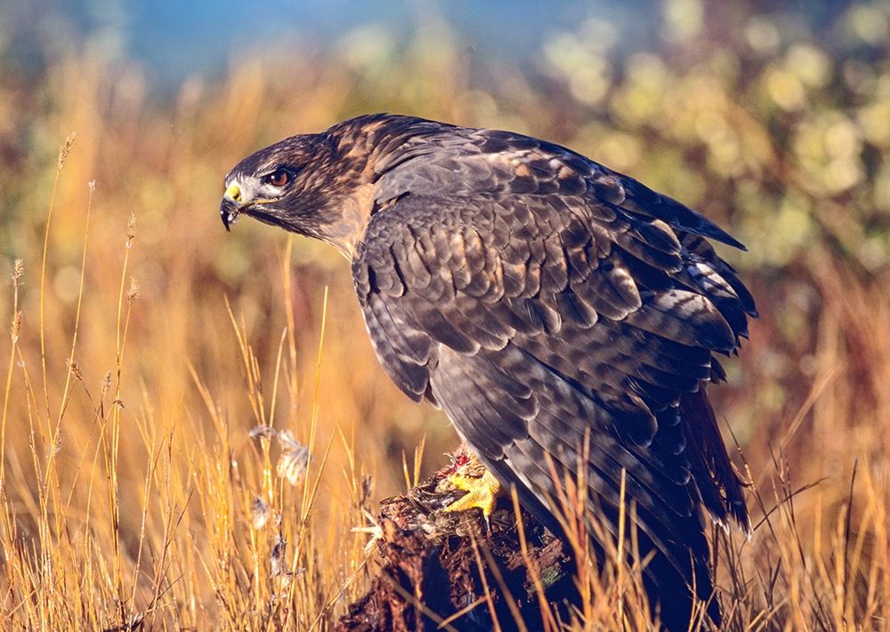 Red-tailed Hawk art print by Tim Fitzharris for $57.95 CAD