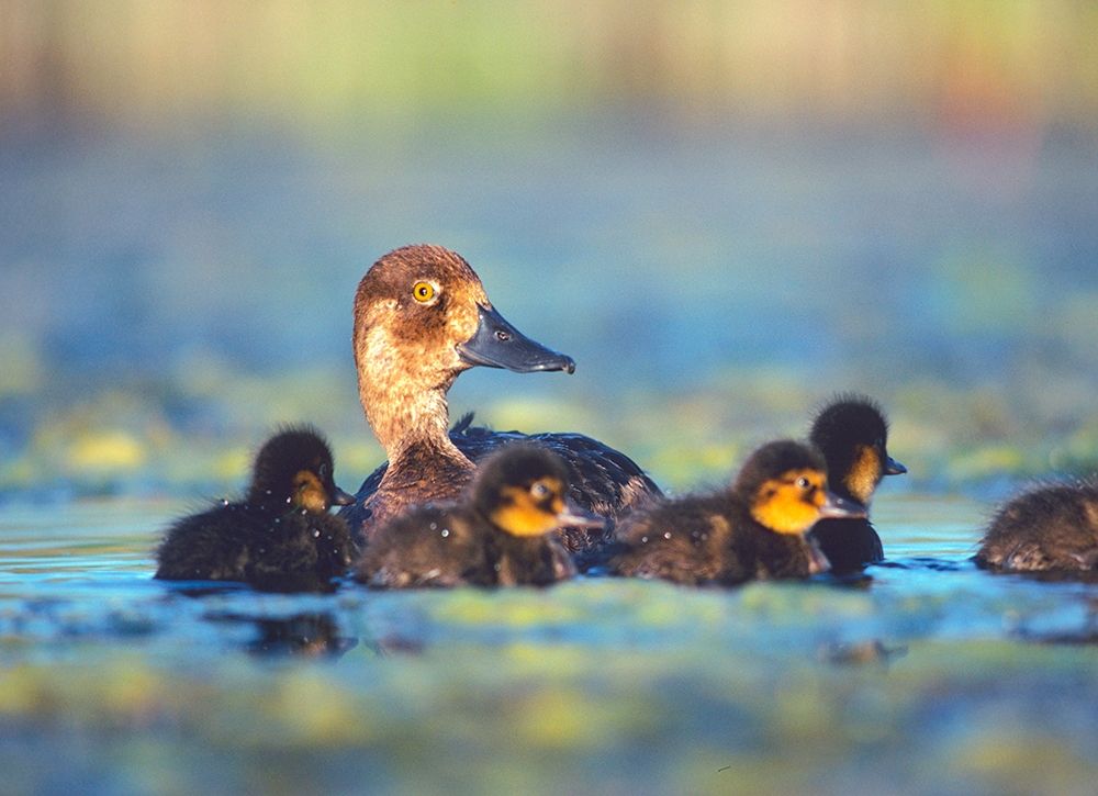 Lesser Scaup Hen with Young art print by Tim Fitzharris for $57.95 CAD