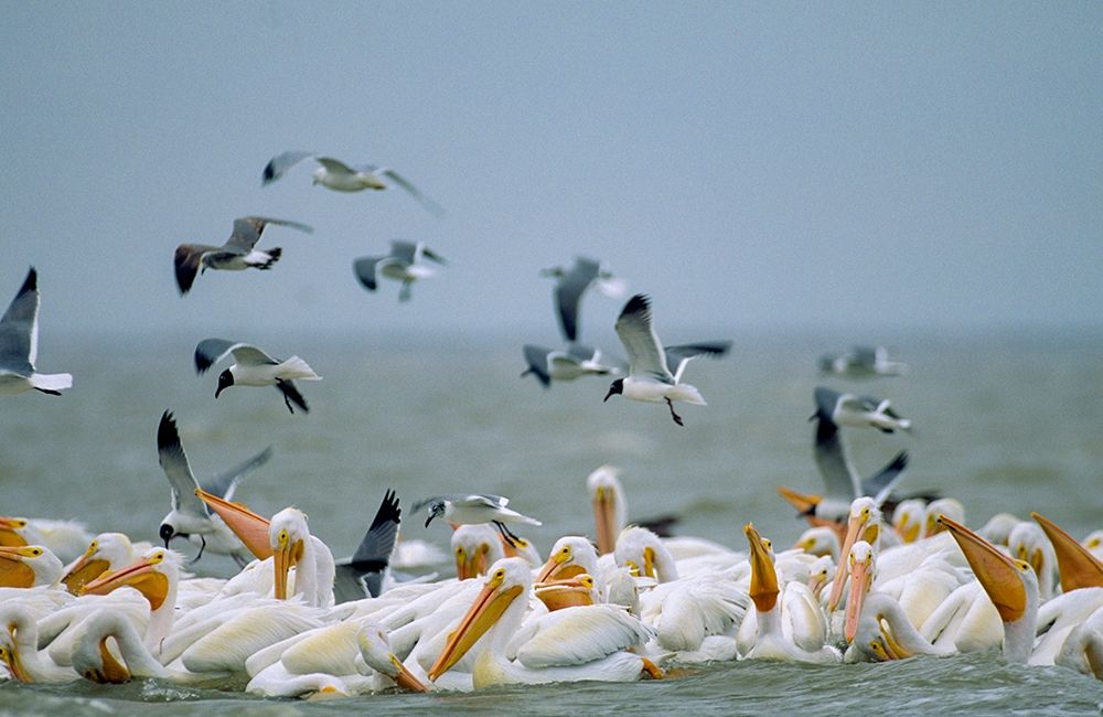 White Pelicans and Gulls Fishing-Texas Coast art print by Tim Fitzharris for $57.95 CAD