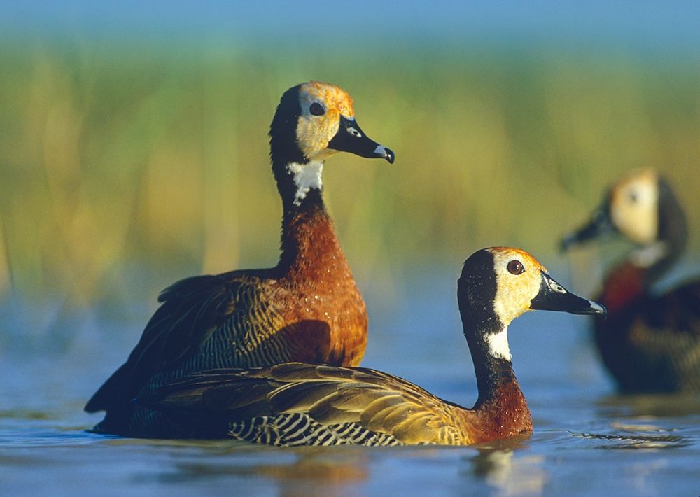 White-faced Tree Ducks-Kenya I art print by Tim Fitzharris for $57.95 CAD