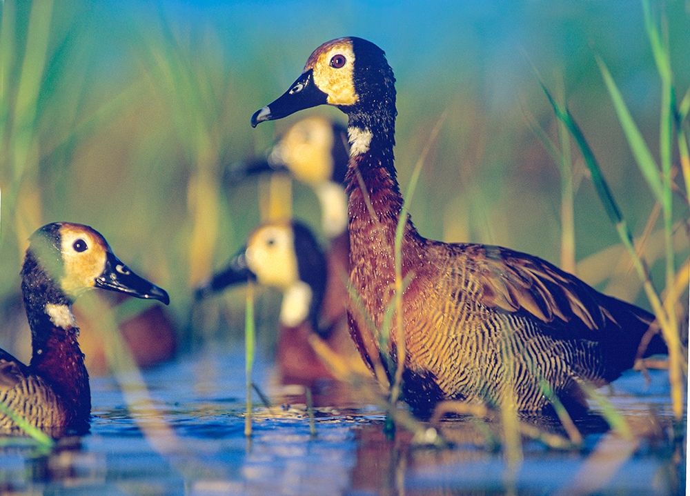 White-faced Tree Ducks-Kenya II art print by Tim Fitzharris for $57.95 CAD