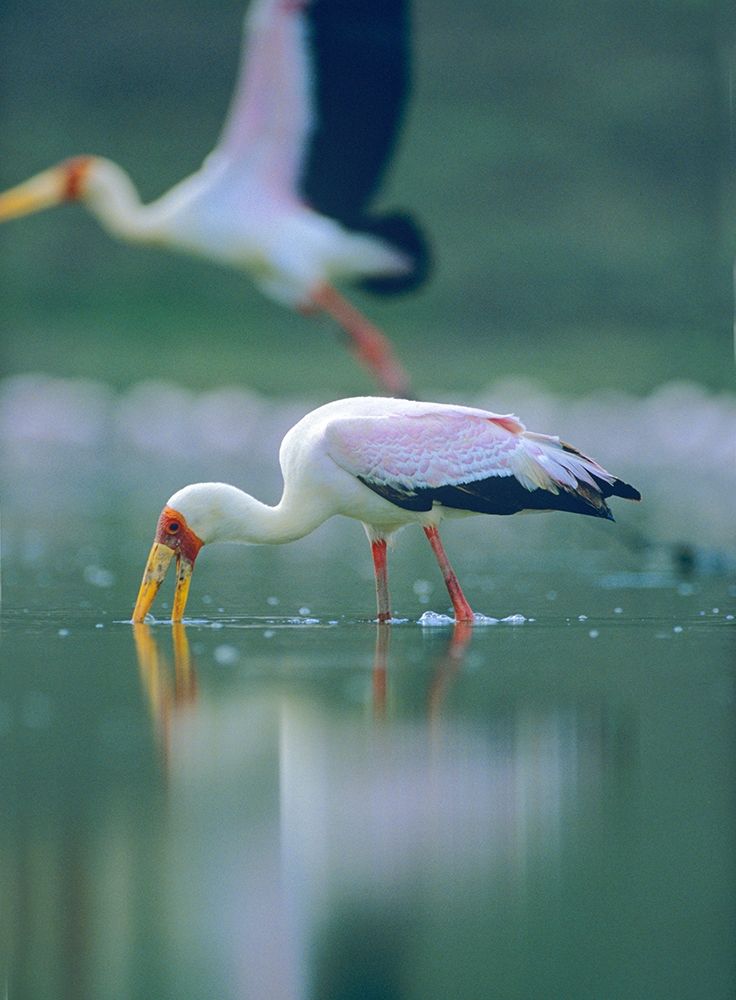 Yellow-billed Stork Feeding-Kenya art print by Tim Fitzharris for $57.95 CAD
