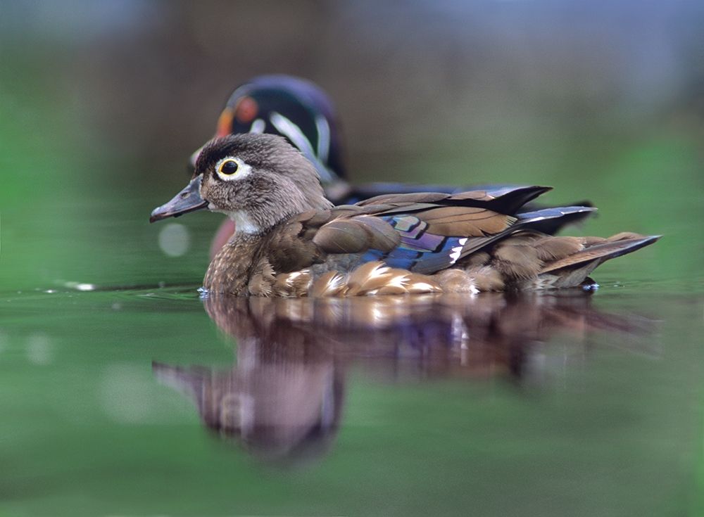 Wood Ducks art print by Tim Fitzharris for $57.95 CAD