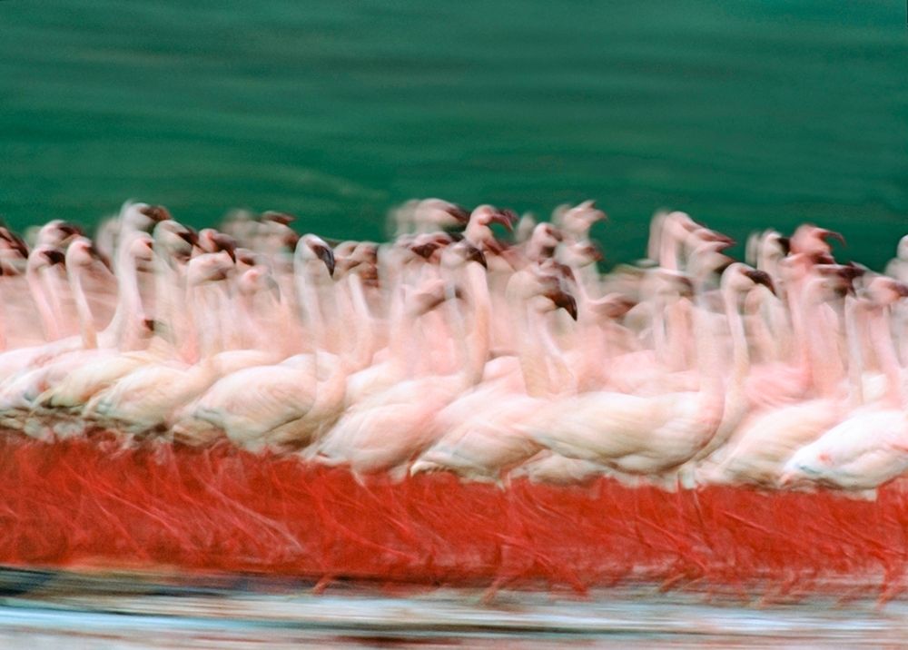Lesser Flamingos Parading-Kenya art print by Tim Fitzharris for $57.95 CAD