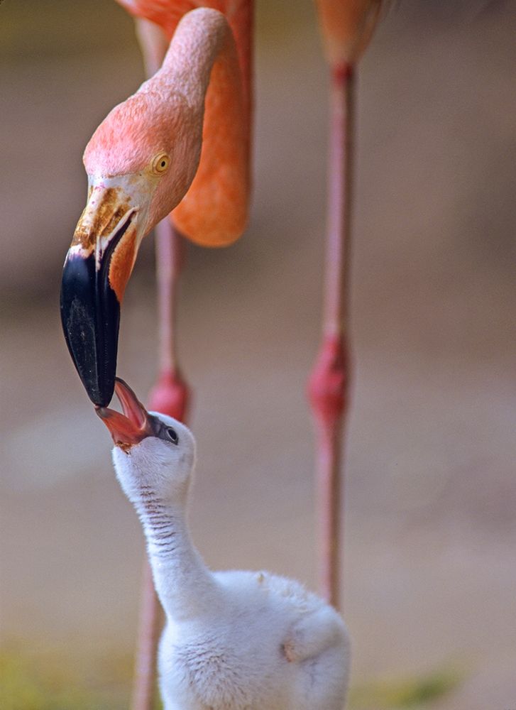 Caribbean Greater Flamingo with Chick art print by Tim Fitzharris for $57.95 CAD