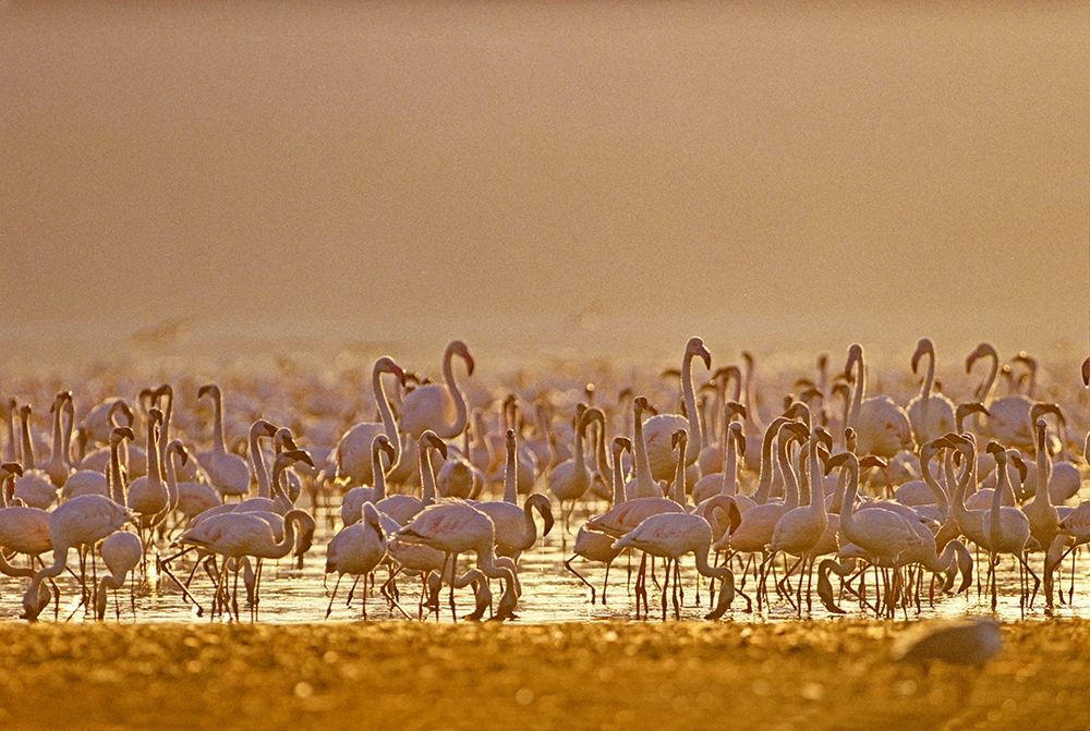 Lesser and Greater Flamingos-Lake Baringo-Kenya art print by Tim Fitzharris for $57.95 CAD