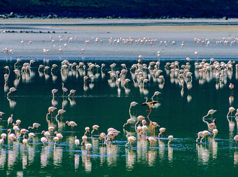 Lesser Flamingos-Kenya art print by Tim Fitzharris for $57.95 CAD