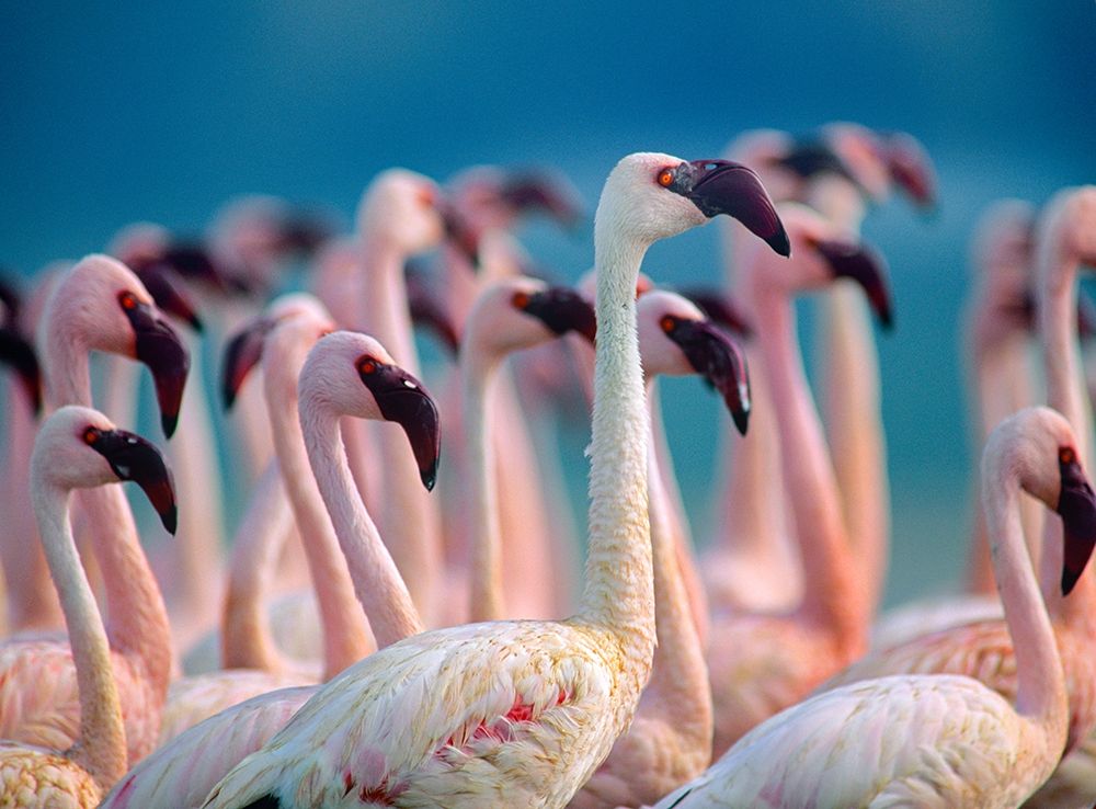 Lesser Flamingos-Kenya art print by Tim Fitzharris for $57.95 CAD