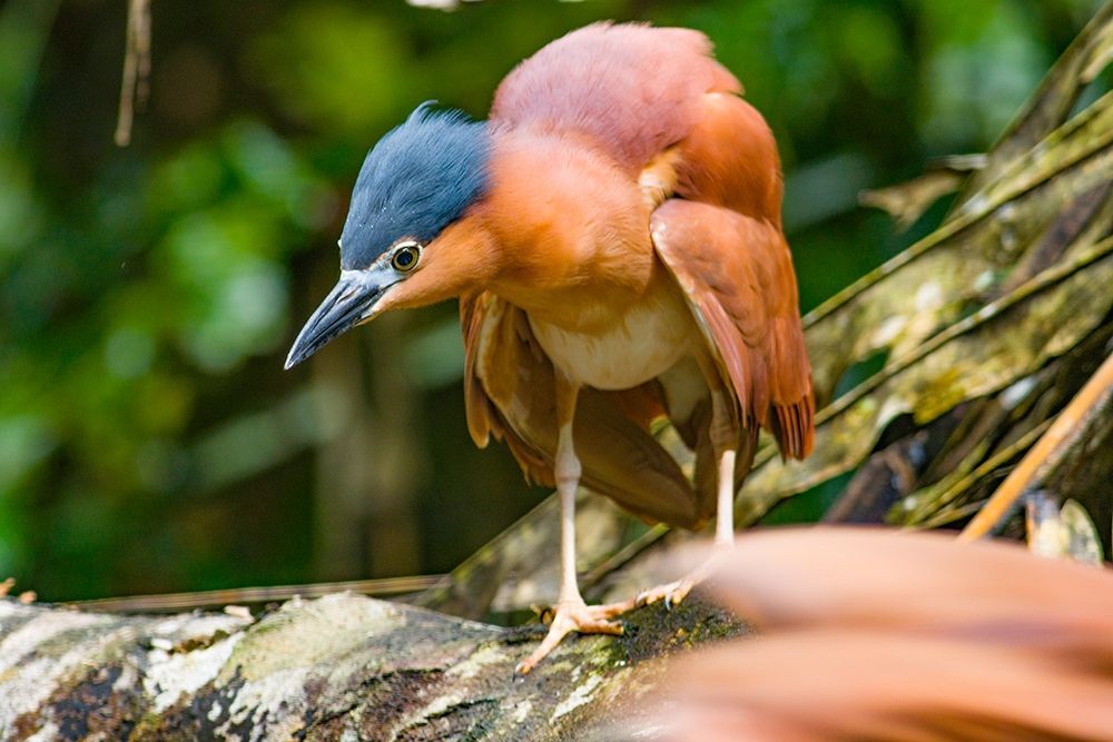 Reddish Heron-Sabah-Malaysia art print by Tim Fitzharris for $57.95 CAD
