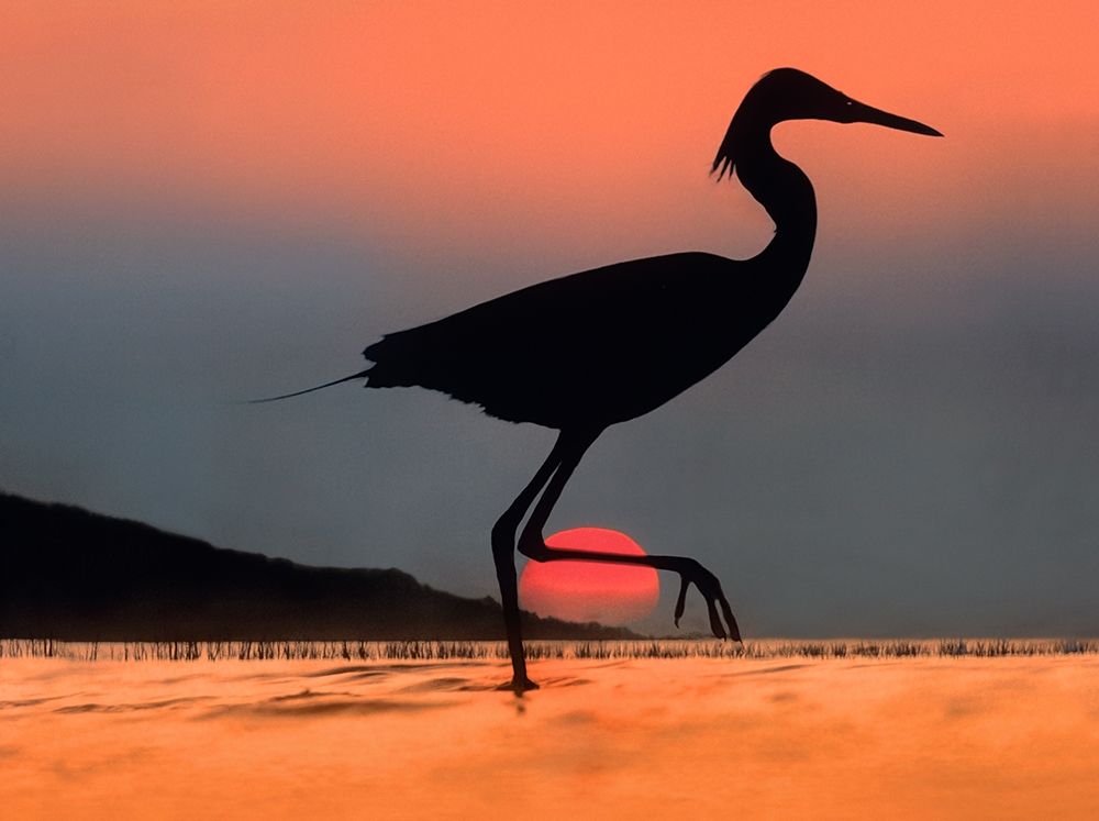 Egret Kenya-Dig Comp art print by Tim Fitzharris for $57.95 CAD