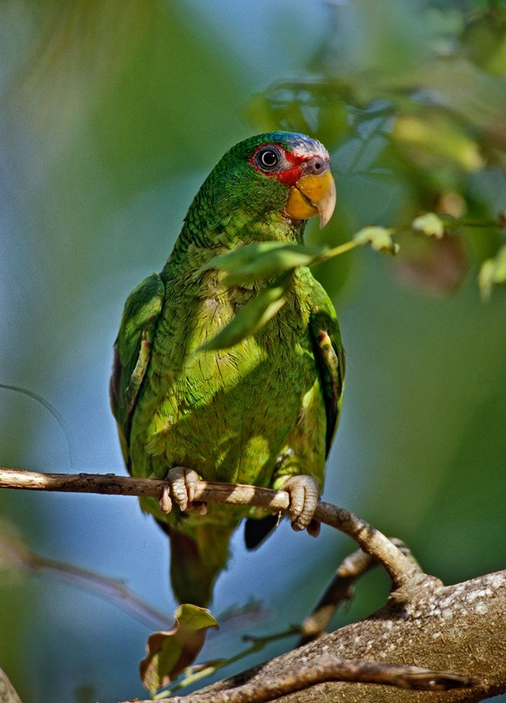 White-fronted Parrot I art print by Tim Fitzharris for $57.95 CAD