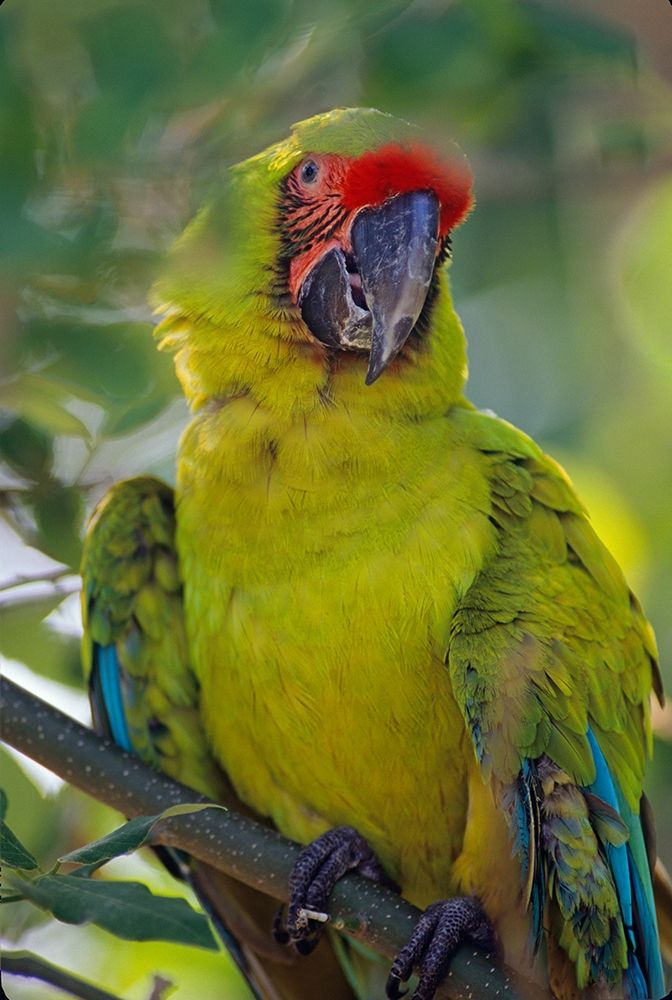 Great Green Macaw II art print by Tim Fitzharris for $57.95 CAD