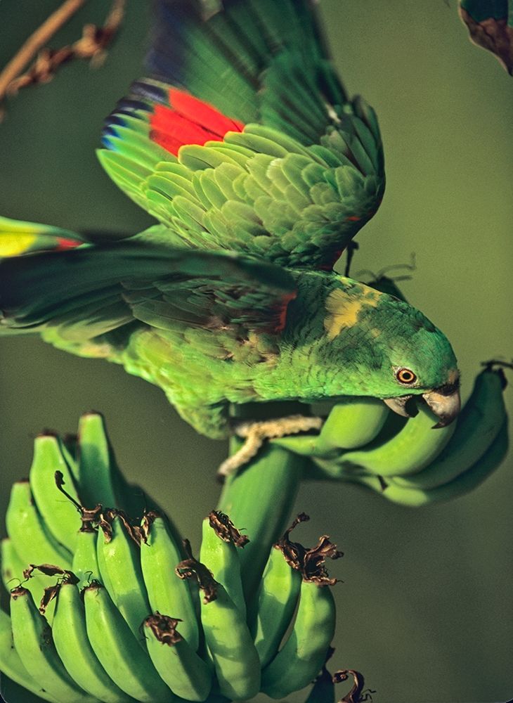 Yellow-naped Parrot art print by Tim Fitzharris for $57.95 CAD