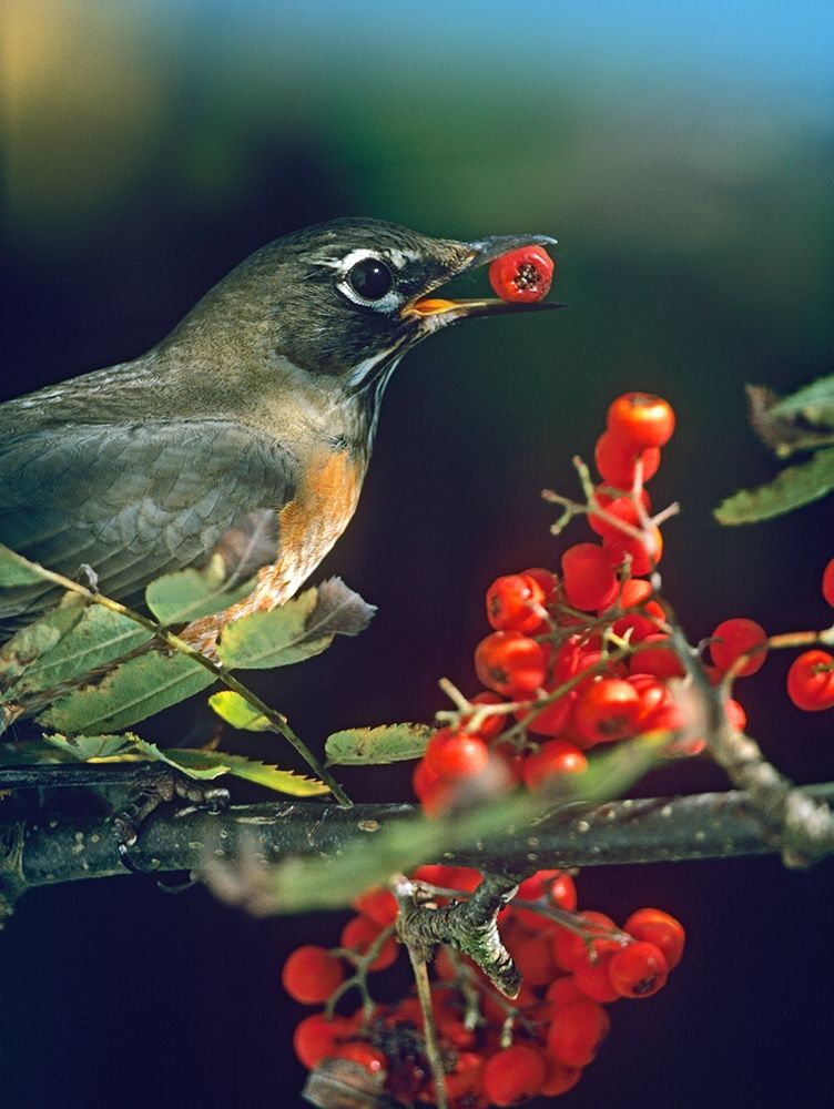 American Robin with Mountain Ash Berries art print by Tim Fitzharris for $57.95 CAD