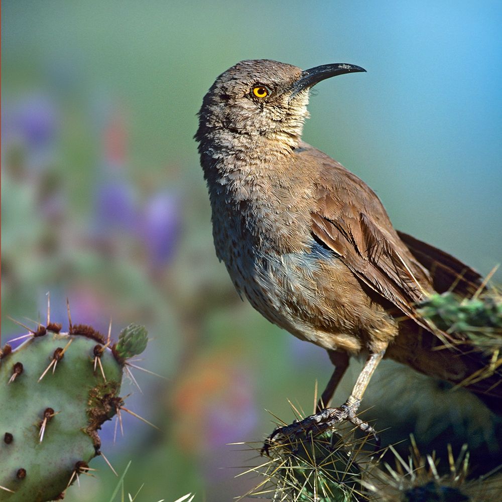Curve-billed Thrasher-Arizona art print by Tim Fitzharris for $57.95 CAD