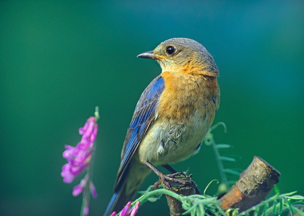 Eastern Bluebird Female I art print by Tim Fitzharris for $57.95 CAD