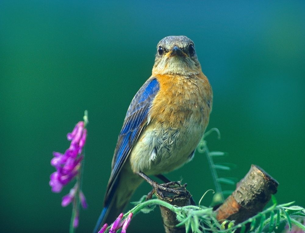Eastern Bluebird Female II art print by Tim Fitzharris for $57.95 CAD