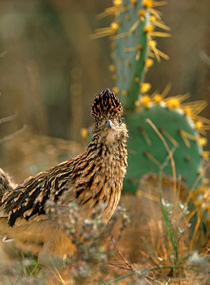 Greater Roadrunner art print by Tim Fitzharris for $57.95 CAD
