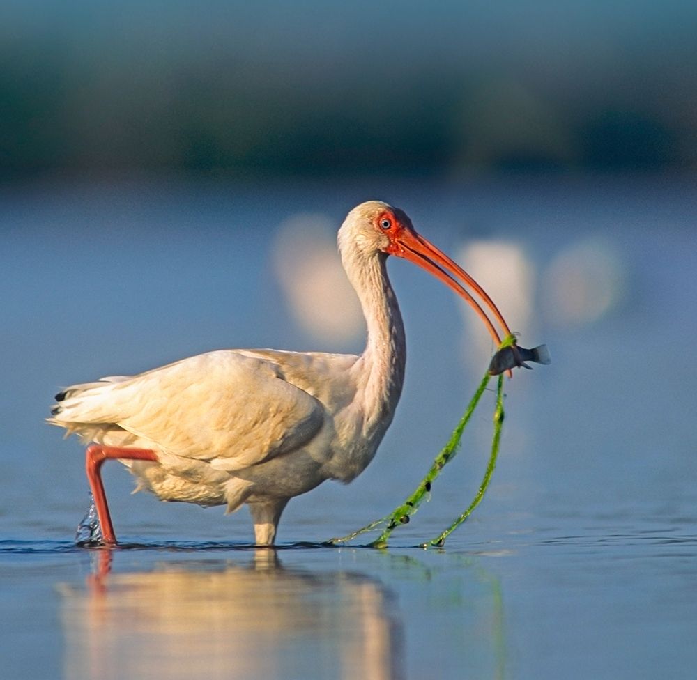 White Ibis with Fish art print by Tim Fitzharris for $57.95 CAD