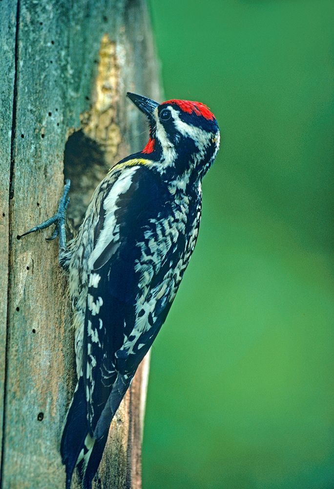 Yellow-bellied Sapsucker art print by Tim Fitzharris for $57.95 CAD