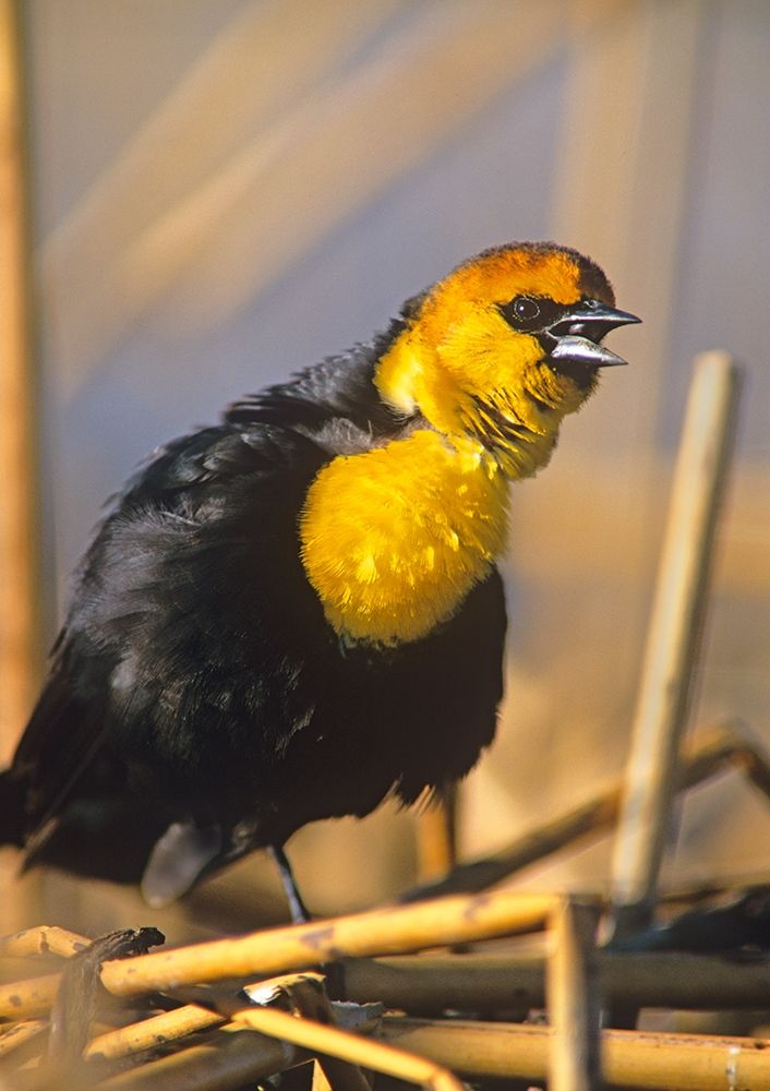 Yellow-headed Blackbird art print by Tim Fitzharris for $57.95 CAD