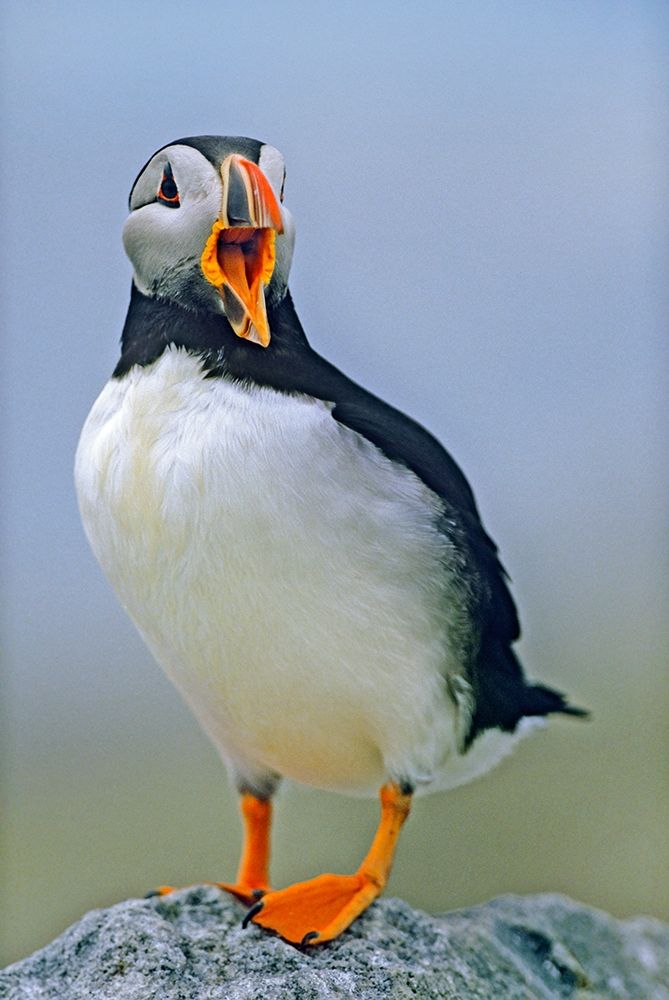 Atlantic Puffin I art print by Tim Fitzharris for $57.95 CAD