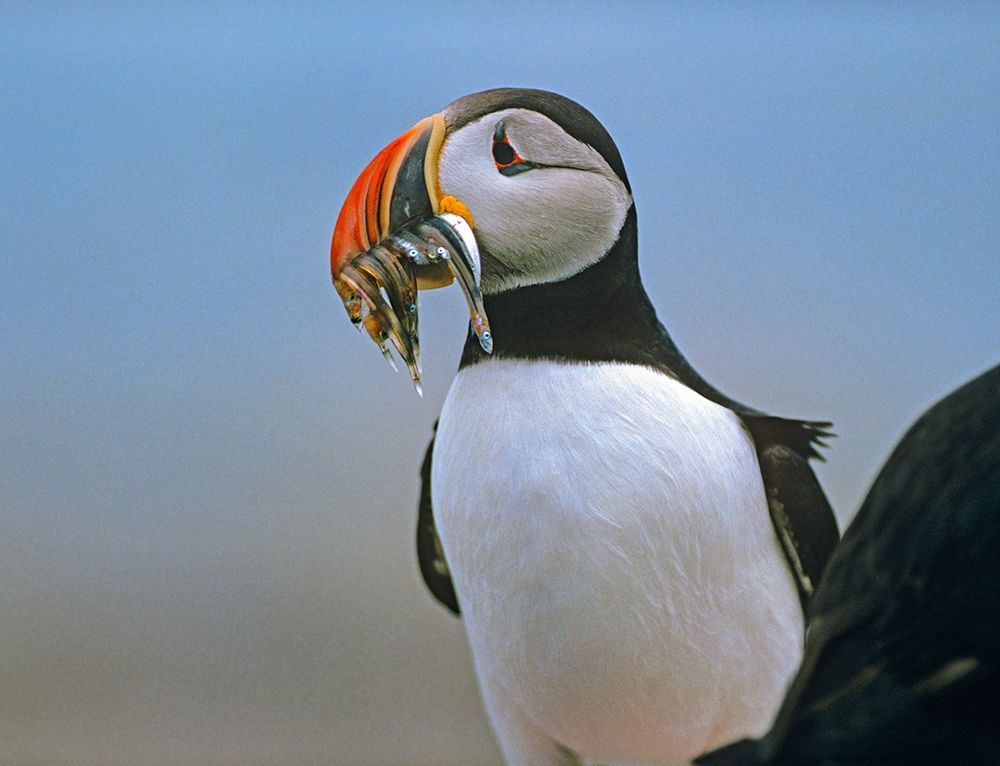 Atlantic Puffin II art print by Tim Fitzharris for $57.95 CAD