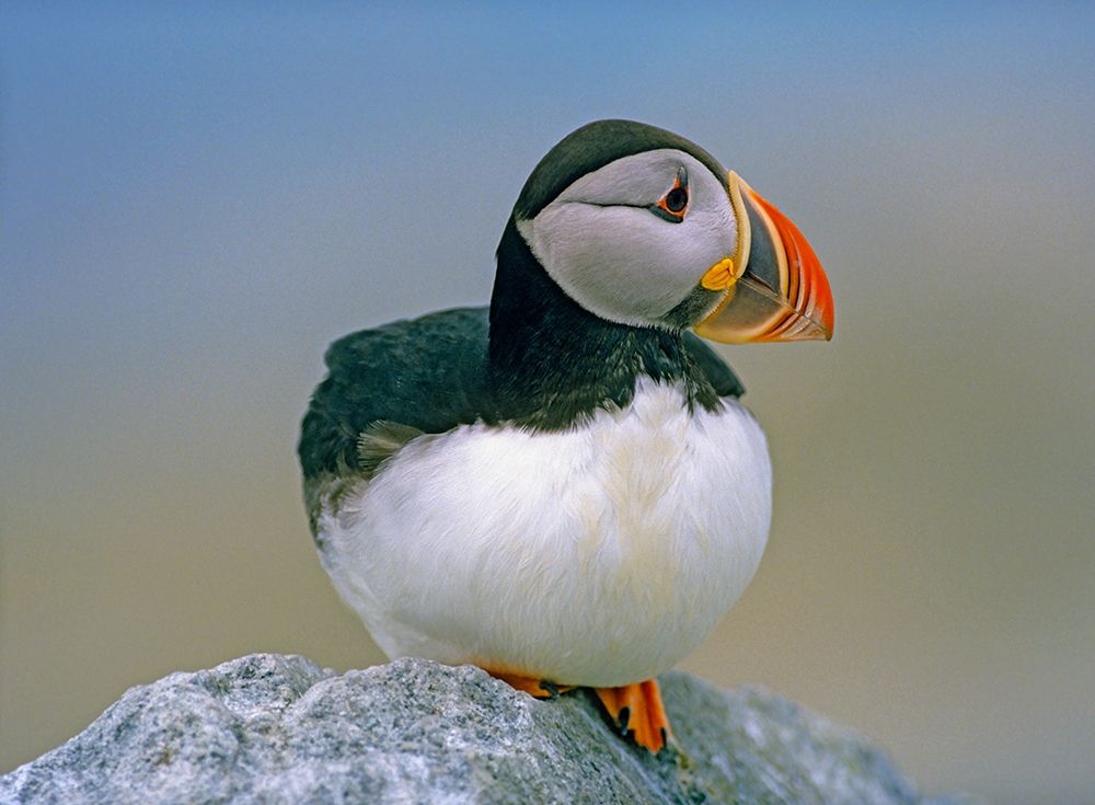 Atlantic Puffin III art print by Tim Fitzharris for $57.95 CAD