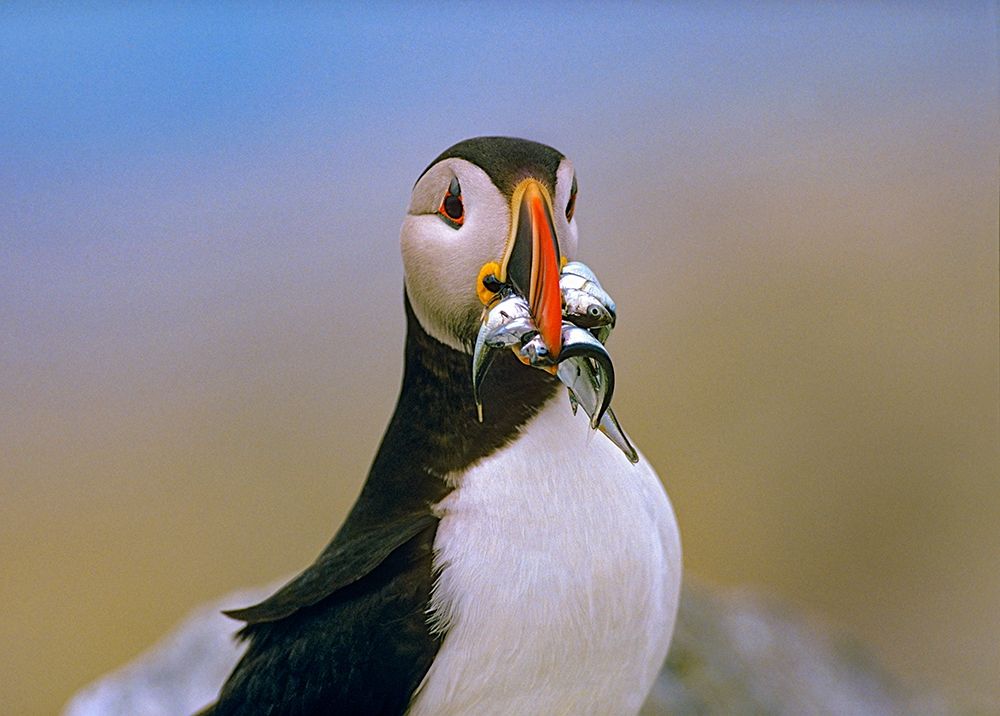Atlantic Puffin IV art print by Tim Fitzharris for $57.95 CAD