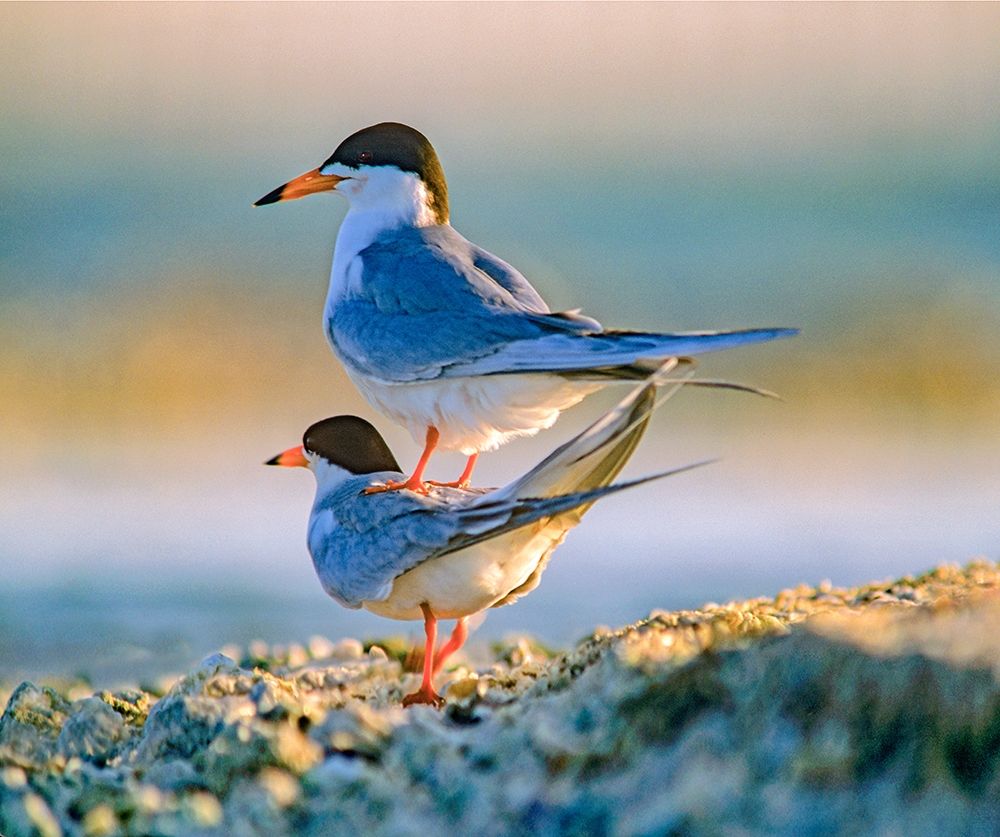 Common Terns art print by Tim Fitzharris for $57.95 CAD