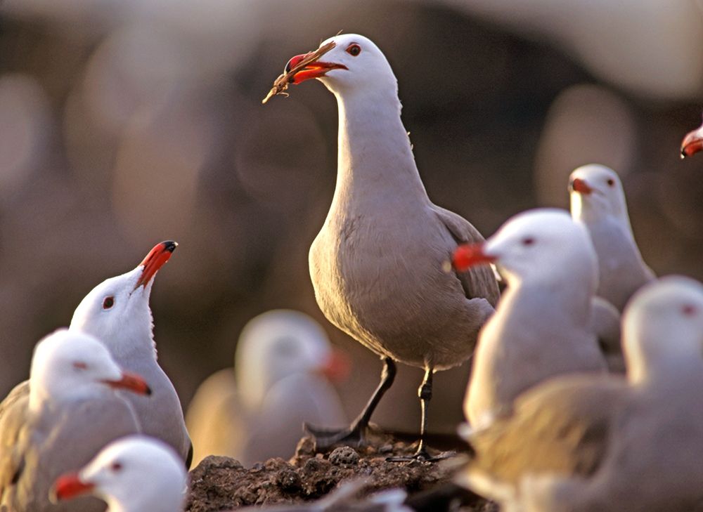 Heermans Gulls art print by Tim Fitzharris for $57.95 CAD