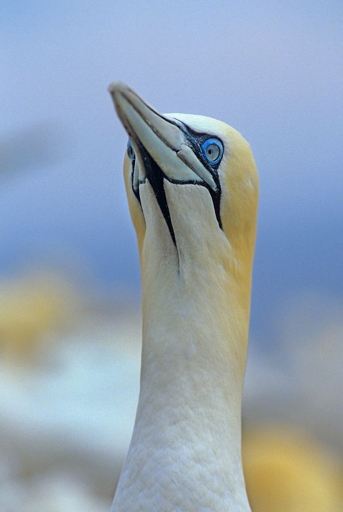 Northern Gannet II art print by Tim Fitzharris for $57.95 CAD