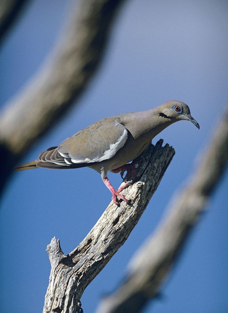 White-winged Dove art print by Tim Fitzharris for $57.95 CAD