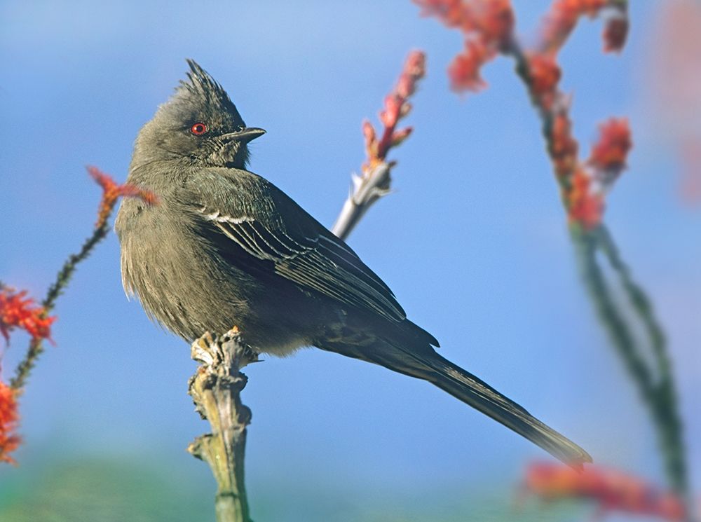 Phainopepla on Ocotillo-Arizona art print by Tim Fitzharris for $57.95 CAD