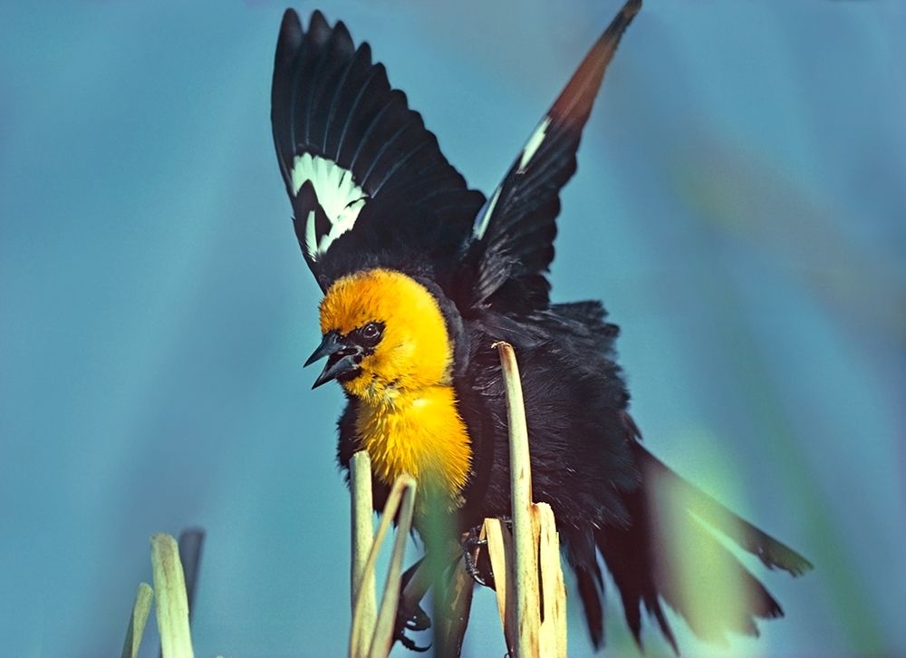 Yellow-headed Blackbird art print by Tim Fitzharris for $57.95 CAD
