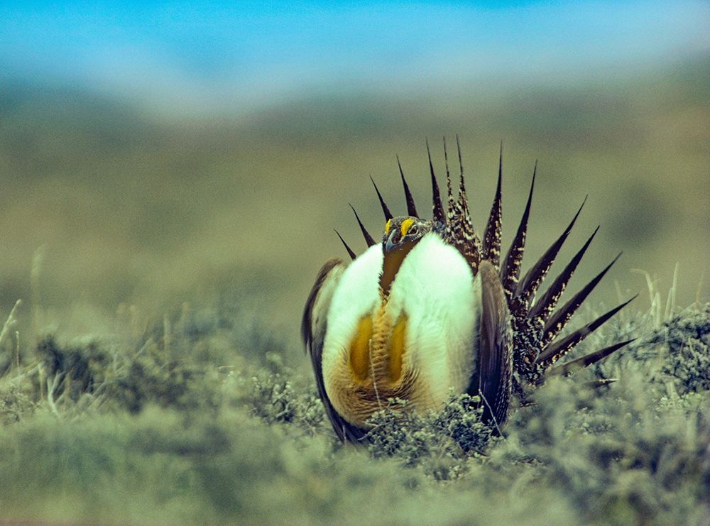 Sage Grouse in Courtship Display art print by Tim Fitzharris for $57.95 CAD