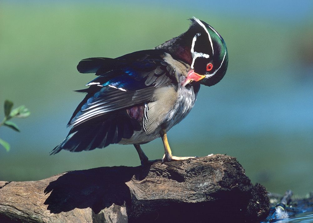 Wood Duck Drake Preening art print by Tim Fitzharris for $57.95 CAD