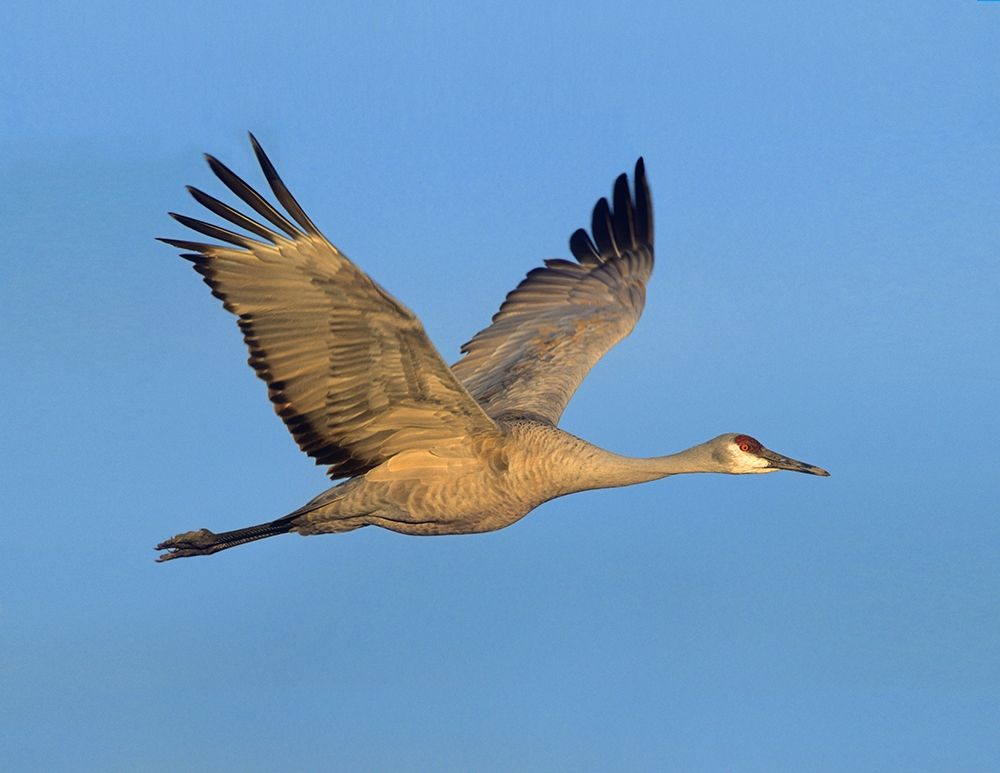 Sandhill Crane art print by Tim Fitzharris for $57.95 CAD