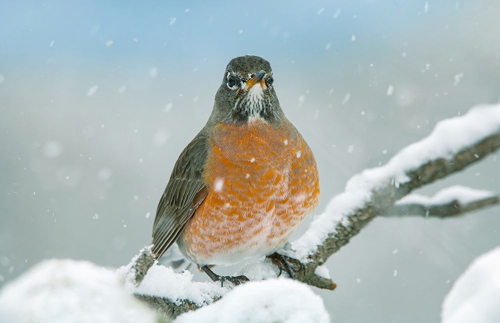 American Robin with Snow art print by Tim Fitzharris for $57.95 CAD