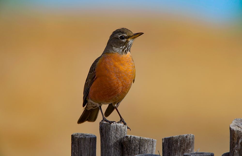 American Robin art print by Tim Fitzharris for $57.95 CAD