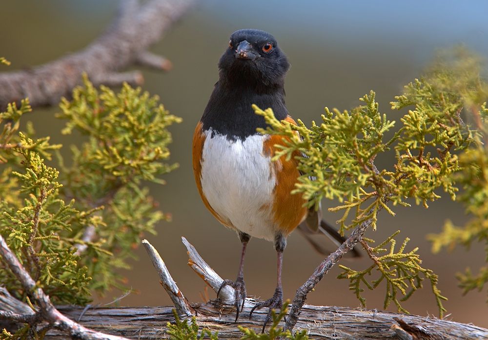 Rufous-sided Towhee art print by Tim Fitzharris for $57.95 CAD