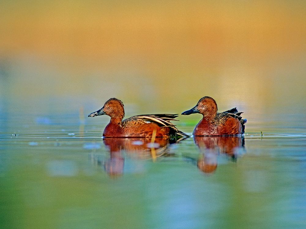 Cinnamon Teals art print by Tim Fitzharris for $57.95 CAD