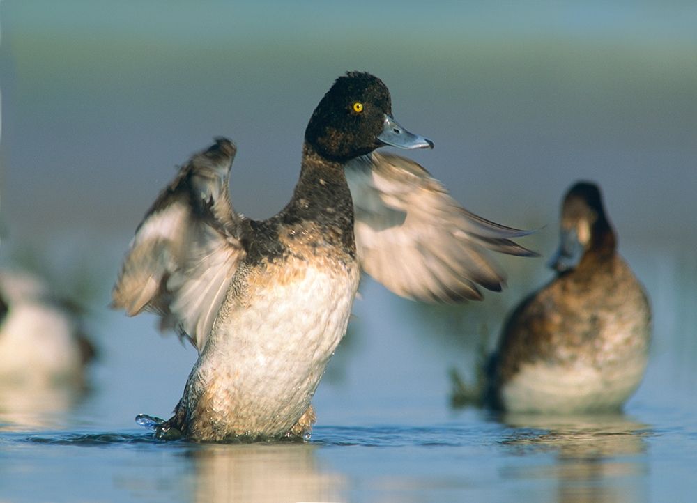 Lesser Scaup Drake Exercising his Wings art print by Tim Fitzharris for $57.95 CAD