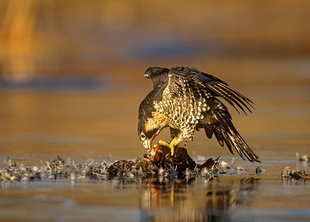 Peregrine Falcon with Prey art print by Tim Fitzharris for $57.95 CAD