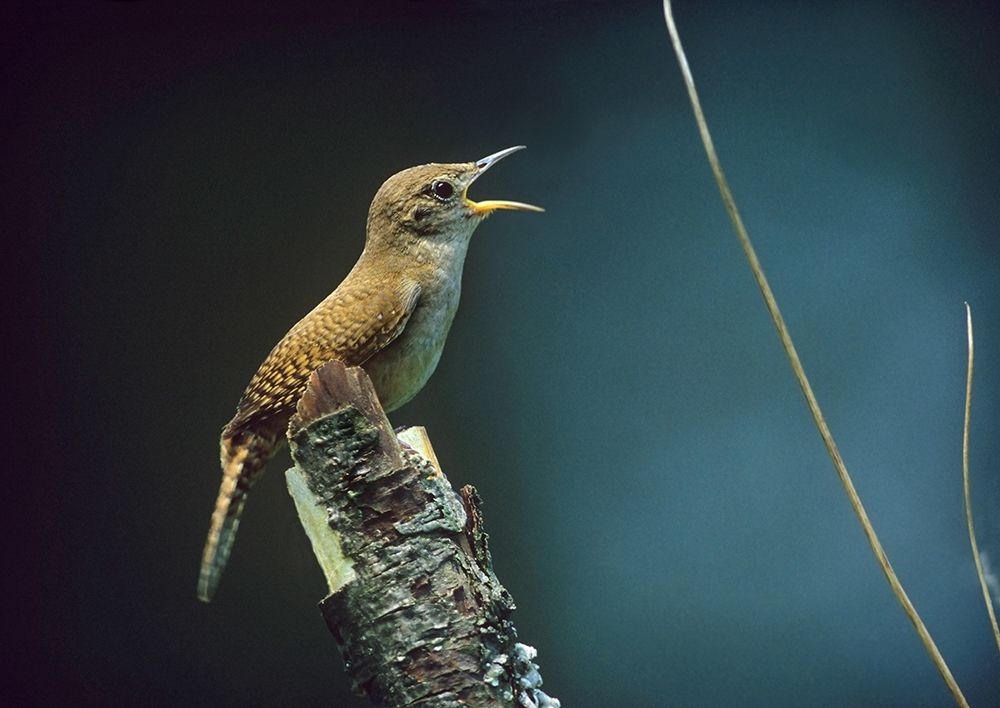 House Wren Singing art print by Tim Fitzharris for $57.95 CAD