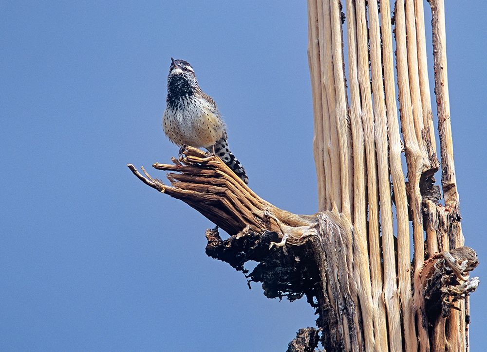 Cactus Wren on Saguaro Cactus Skeleton art print by Tim Fitzharris for $57.95 CAD