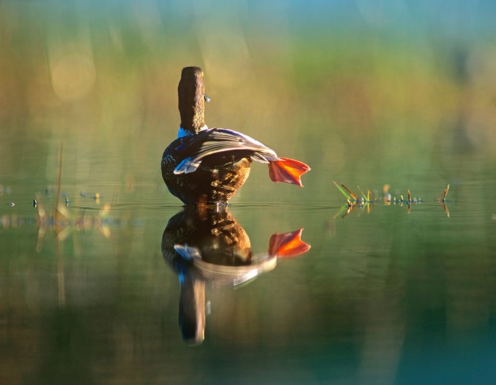 Northern Shoveler Duck Stretching art print by Tim Fitzharris for $57.95 CAD