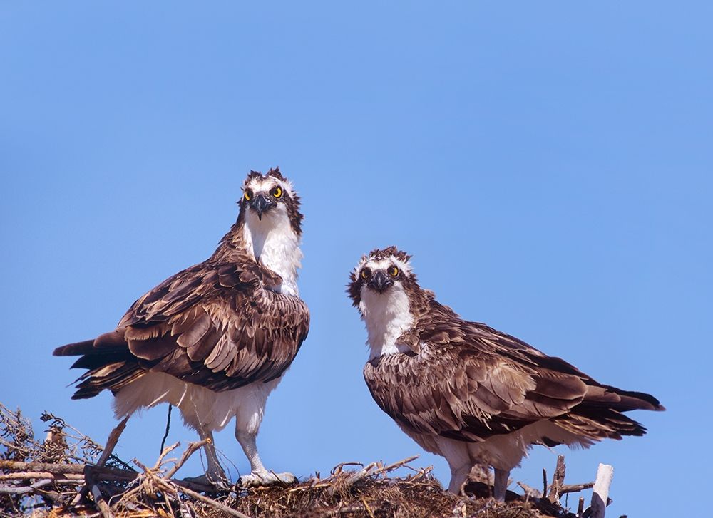 Ospreys on Nest art print by Tim Fitzharris for $57.95 CAD