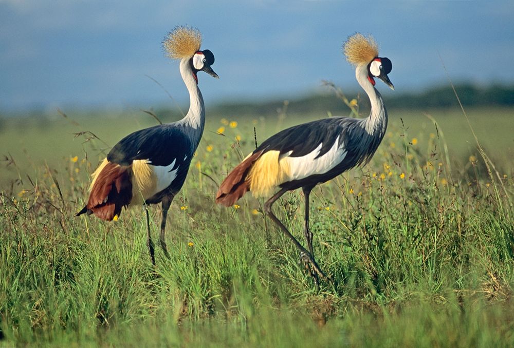 Crowned Cranes Pair art print by Tim Fitzharris for $57.95 CAD