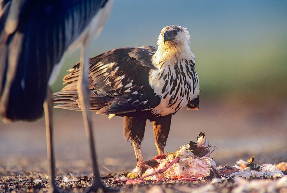 African Fish Eagle over Flamigo Carcass-Kenya art print by Tim Fitzharris for $57.95 CAD